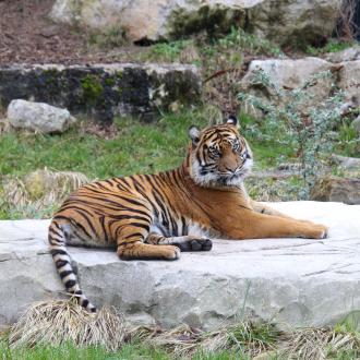 Tigre de Sumatra au Zoo d'Amiens Métropole